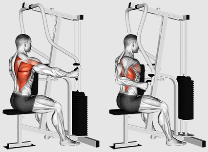 Дали треба да се фокусираме на редови или влечења за подобар тренинг за грб?